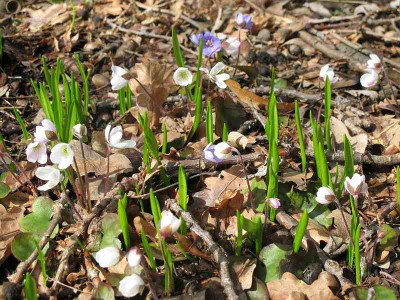 Saemlinge_12.4.13_ue.jpg