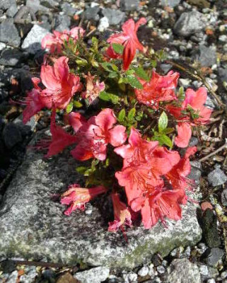Rhododendron_nakaharae_Marikko_2005-06-21.JPG