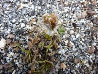P.vernalis.jpg
