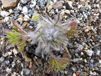 P.ambigua.jpg