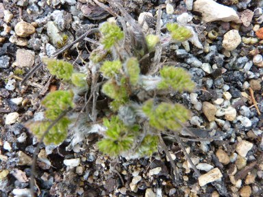P.sukaczewii.jpg