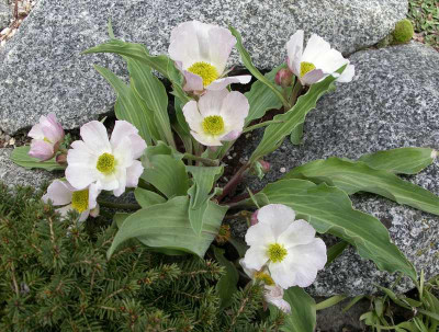 comp_Ranunculus_calandrinoides_13.04.13.jpg