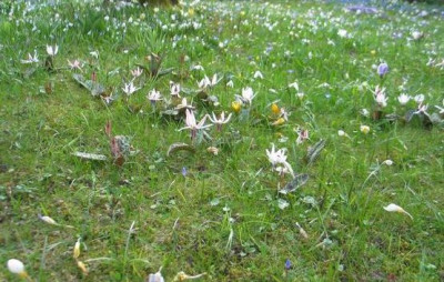 Erytroniumwiese-rundi.jpg