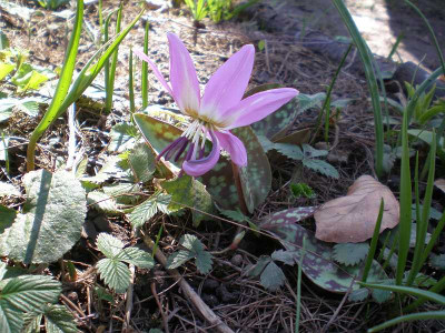 GP_Erythronium_dens-canis_Rose_Queen_2013-04-13.jpg