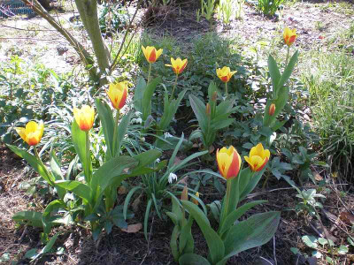 GP_Tulipa_kaufmanniana_Stresa_2013-04-13.jpg
