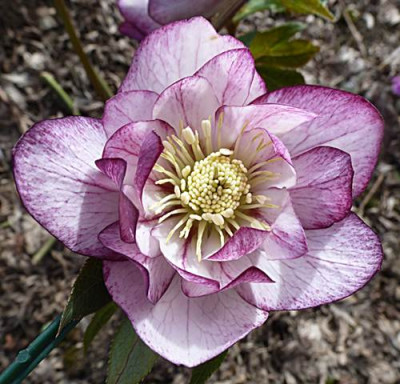 BB-wei-violett-voll.JPG