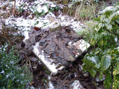 woodwardia_winterschutzer_dez_2012_005.JPG