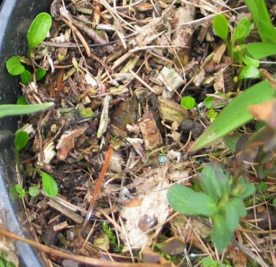 H.thibetanus-seedling0.jpg