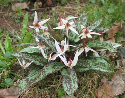 E.rundiax.jpg