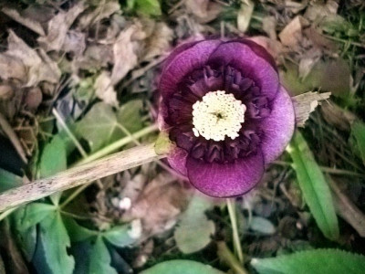 rote_anemone_13.jpg