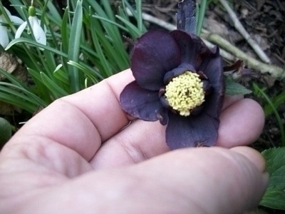 schwarzbraune_anemone.jpg