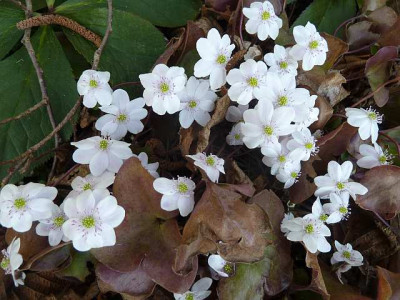 Hepatica_Sanssouci_P10603321.jpg