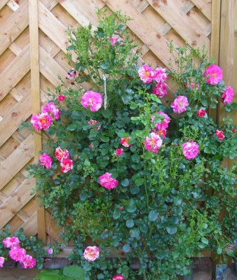 rose_gartenhaus.jpg