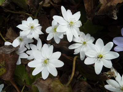 Hepatica_wei_gro_P10603461.jpg
