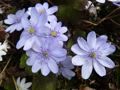 Hepatica_Himmelblau_P10603451.jpg