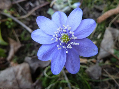 Hepatica-Samling_blau_P10603351.jpg