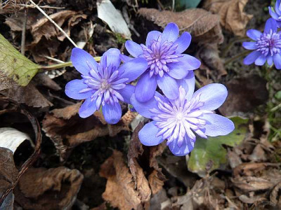 Hepatica_Conny_Greenfield_P10603331.jpg