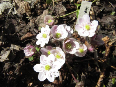 Hep_Sanssouci_130414.jpg