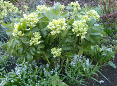 helleborus-argutifolius-130.jpg