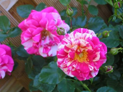 rose_gartenhaus1.jpg