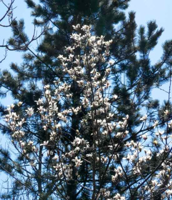 Magnolia_zenii.jpg