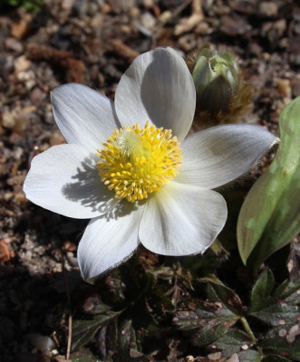IMG_1742_ePulsatilla_vernalis.JPG