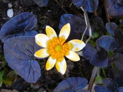 Ranunculus_fic._Cupreus.jpg
