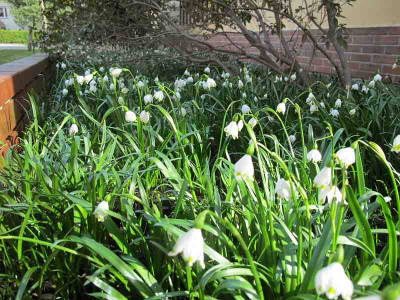 Vorgarten_15.4.13_ue.jpg