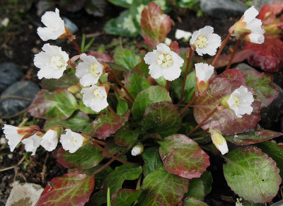 Shortia_galacifolia__xxx__15.4.13._011.jpg