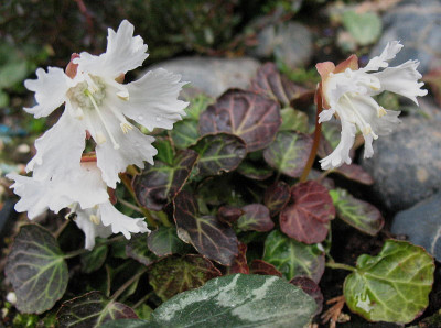Shortia_uniflora_var._kantoensis__xxx_15.4.13._013.jpg