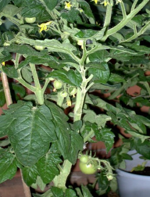 Garten21.06.05_007.jpg