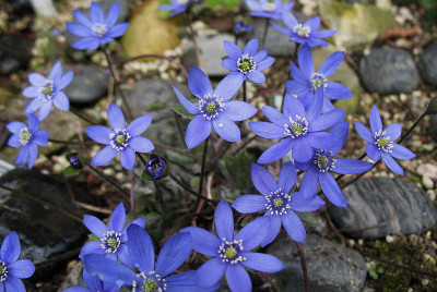 Hepatica_x_media__xxx____xxx__15.4.13._003.jpg