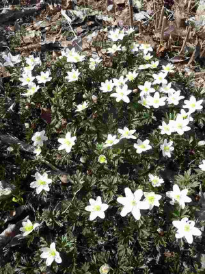 Anemone_nemorosa_wei_P10603621.jpg