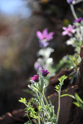 Pulsatilla_April.jpg