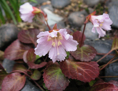 Shortia_uniflora__Nagoja_93__xxx__15.4.13._018.jpg