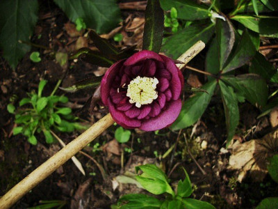 rote_anemone_2.jpg