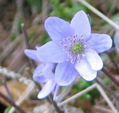 Violette-Wolken.jpg