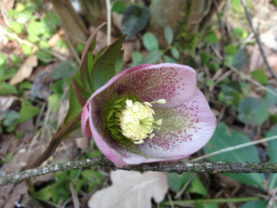 helli_waldgarten_20130415_zg.jpg