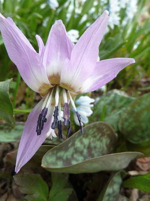 Erythronium_dens-canis_P10603772.jpg