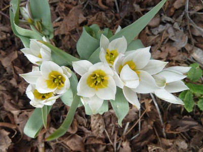 Tulipa_turkestanica_P10603751.jpg