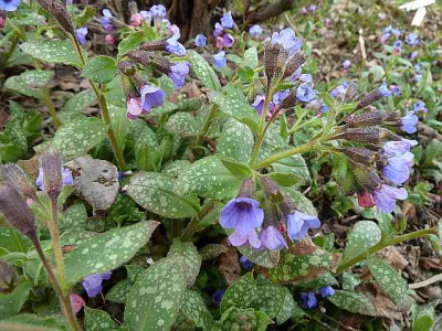 Pulmonaria_officinalis_P10603721.jpg