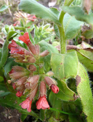 Pulmonaria_rubra_Redstart_P10603911.jpg