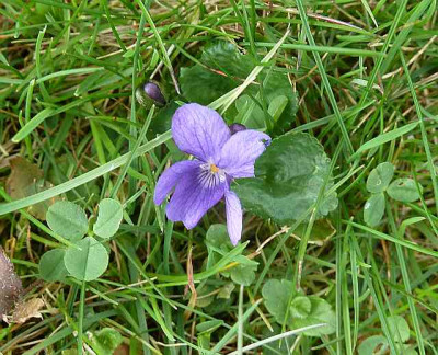 Viola_odorata_P10603901.jpg