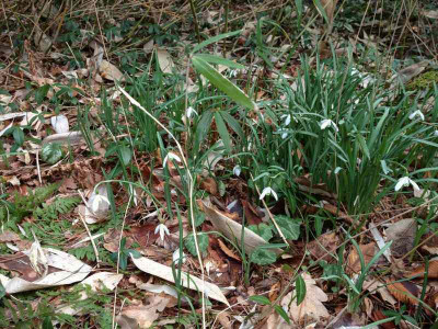 waldgartenglueckchen-im-sasa-dschungel_zg.jpg