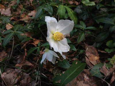 helli_waldgarten_20130412_zg1.jpg