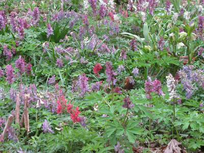 Corydalis_17.4.13_ue.jpg