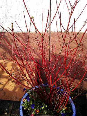 Cornus_sibirica_alba.jpg