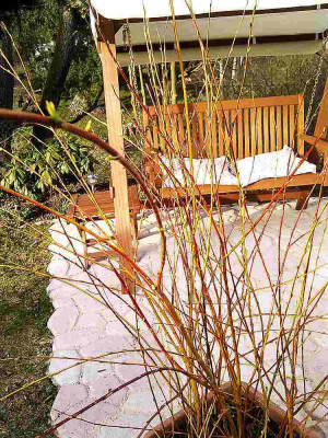 cornus_oder_Weide.jpg