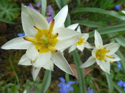Tulipa_trurkestanica_P10603971.jpg