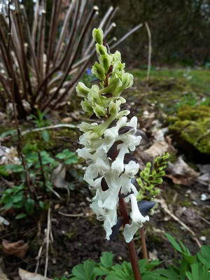 Corydalis_P10603991.jpg